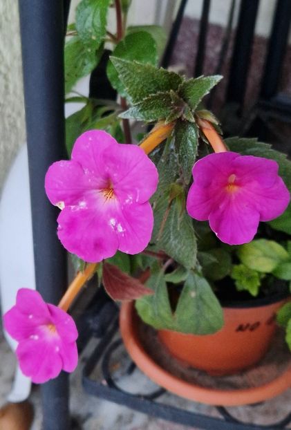  - Hybrid necunoscut Noid-pierdut