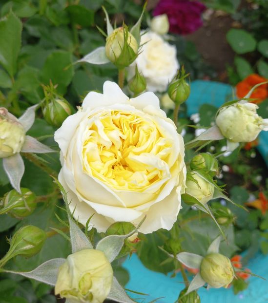  - Trandafir englezesc alb