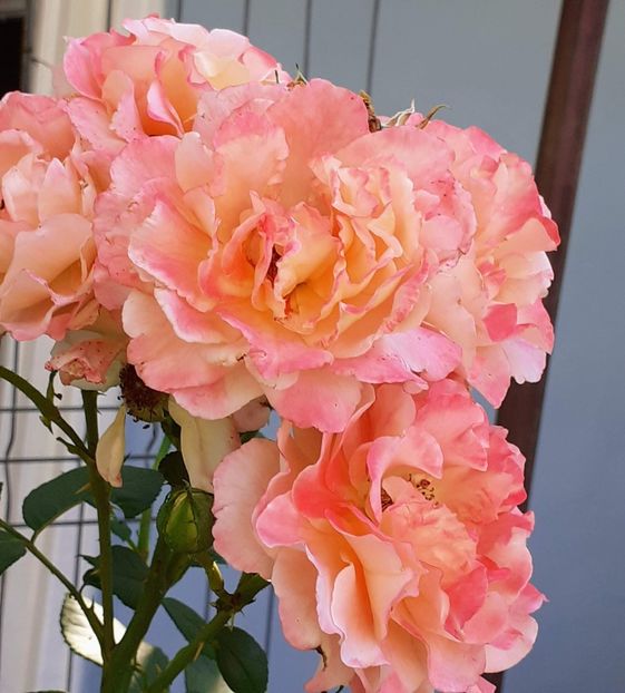 20230807_091600~2 - AUGUST