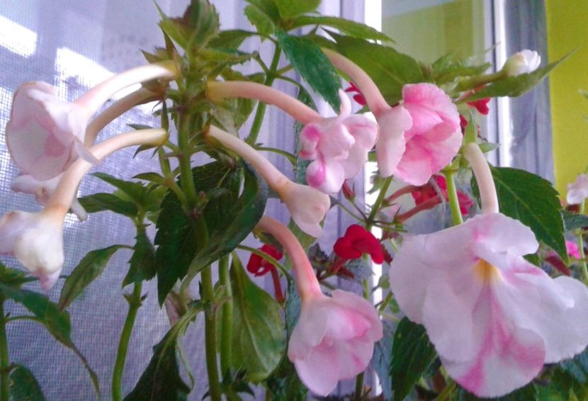  - achimenes 20 10 2044419 iem 1985