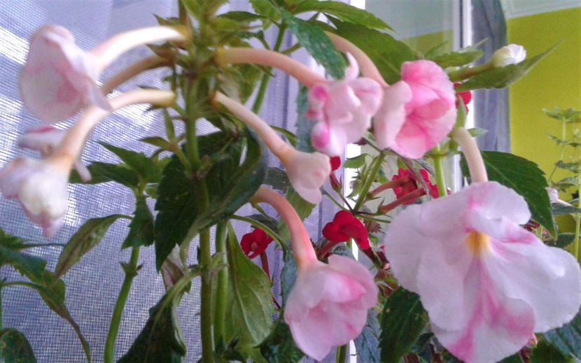  - achimenes 20 10 2044419 iem 1985