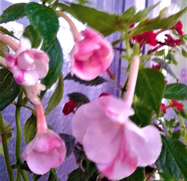  - achimenes 20 10 2044419 iem 1985