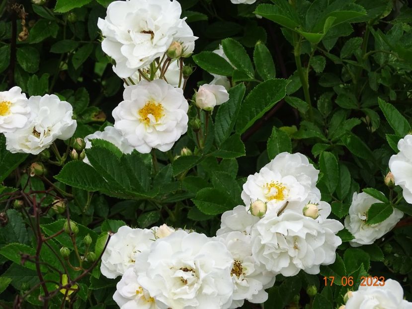  - Trandafiri 2023 2