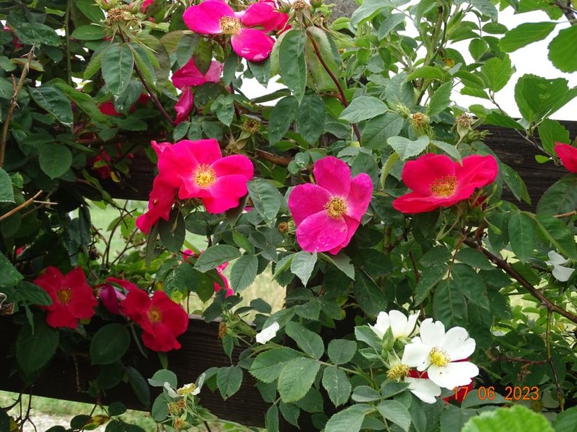 - Trandafiri 2023 2