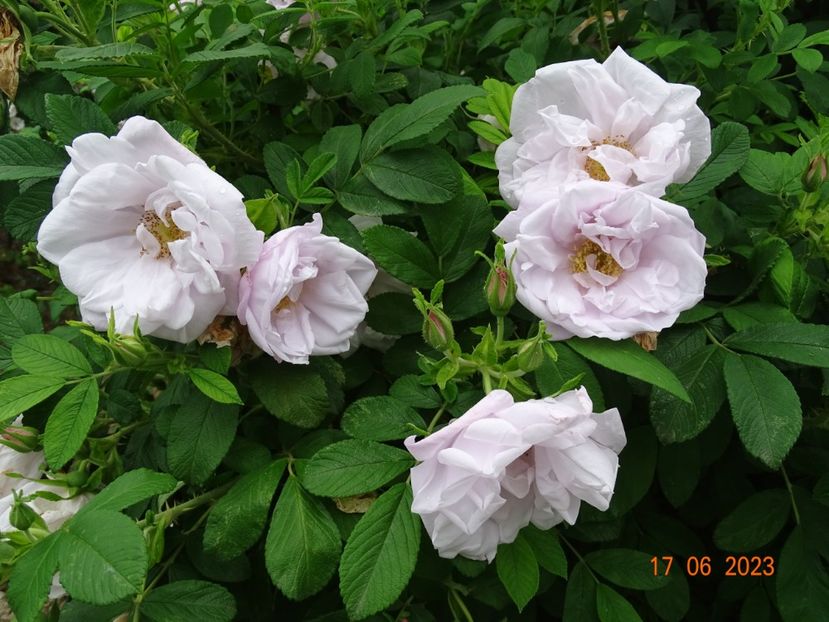  - Trandafiri 2023 2