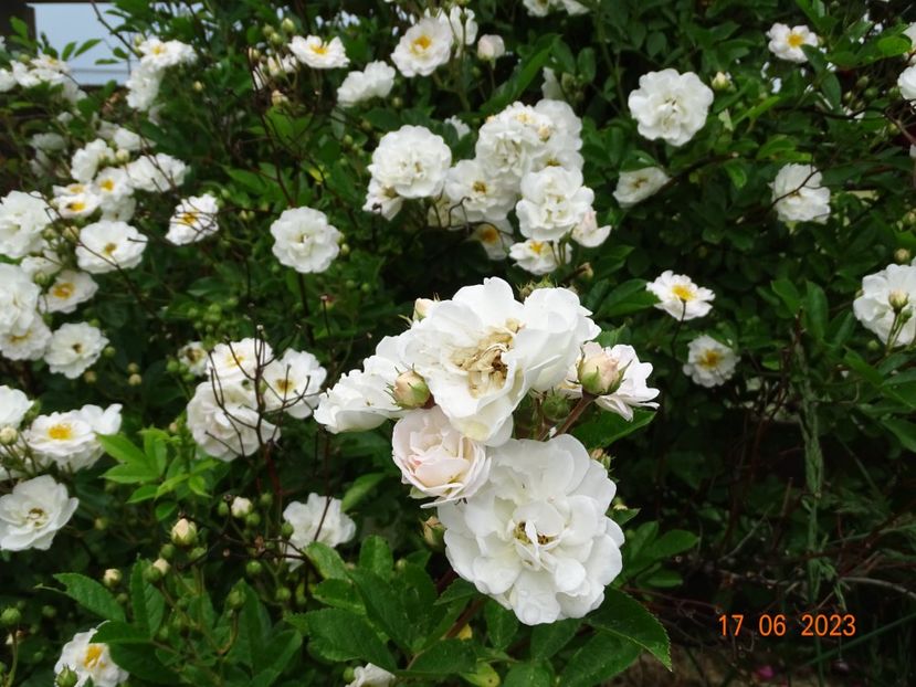  - Trandafiri 2023 2