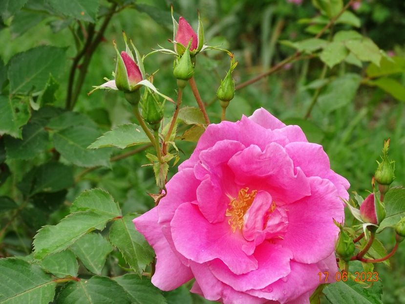  - Trandafiri 2023 2