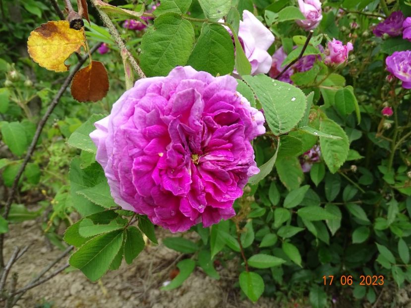  - Trandafiri 2023 2