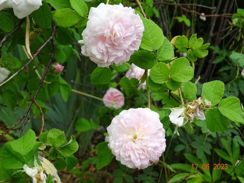  - Trandafiri 2023 2