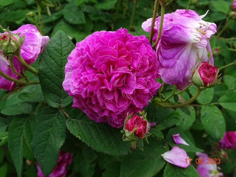  - Trandafiri 2023 2