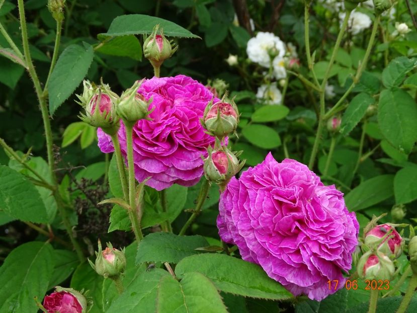  - Trandafiri 2023 2