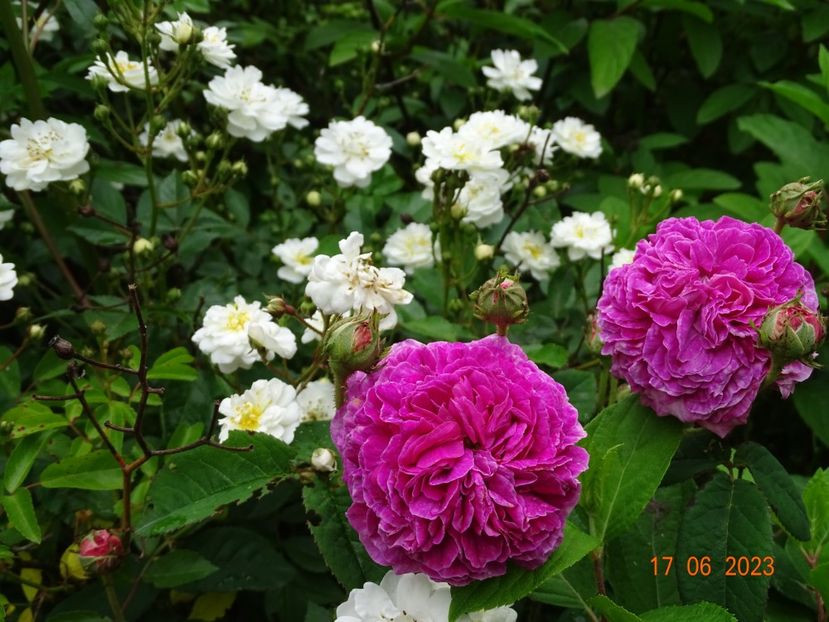  - Trandafiri 2023 2