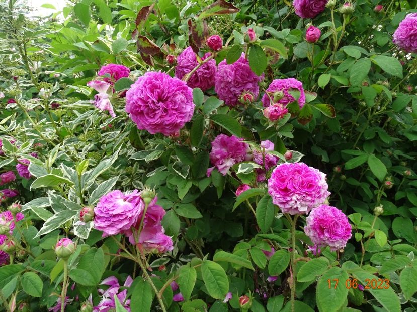  - Trandafiri 2023 2