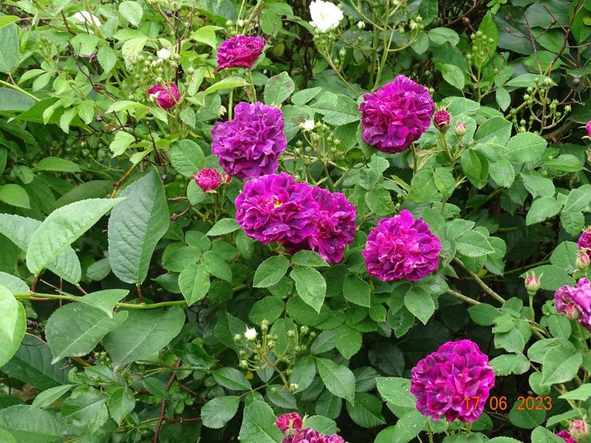  - Trandafiri 2023 2