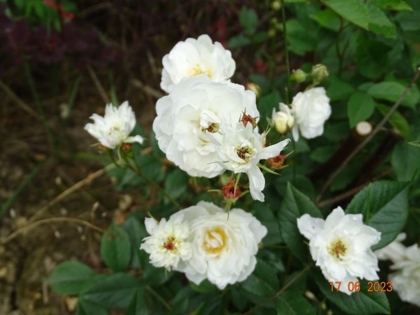  - Trandafiri 2023 2