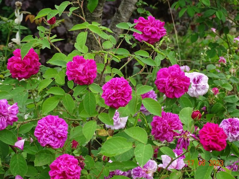  - Trandafiri 2023 2