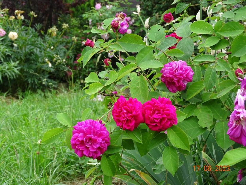  - Trandafiri 2023 2