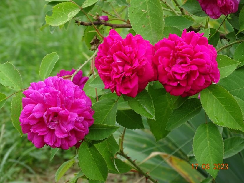  - Trandafiri 2023 2
