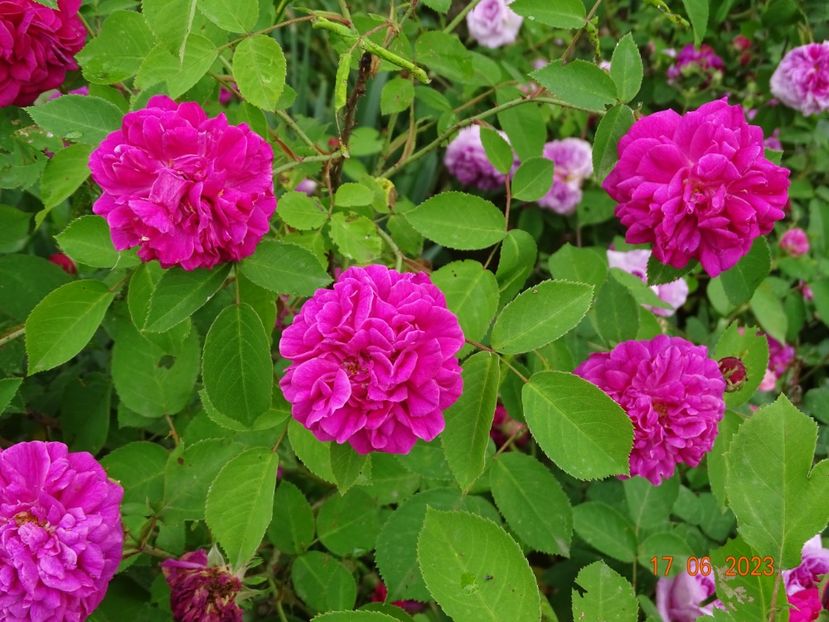  - Trandafiri 2023 2