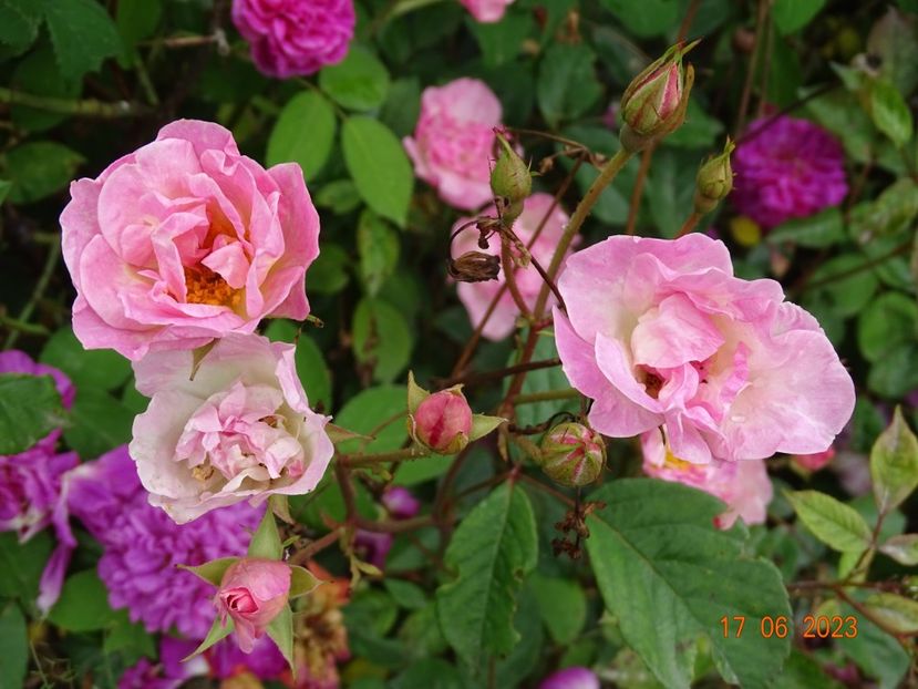  - Trandafiri 2023 2