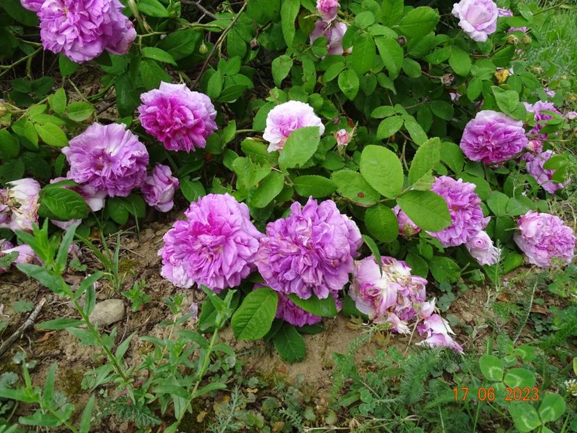  - Trandafiri 2023 2