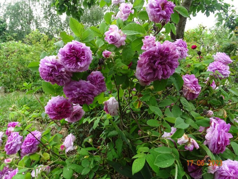  - Trandafiri 2023 2