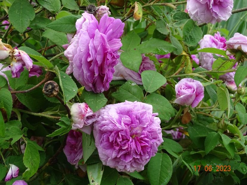  - Trandafiri 2023 2