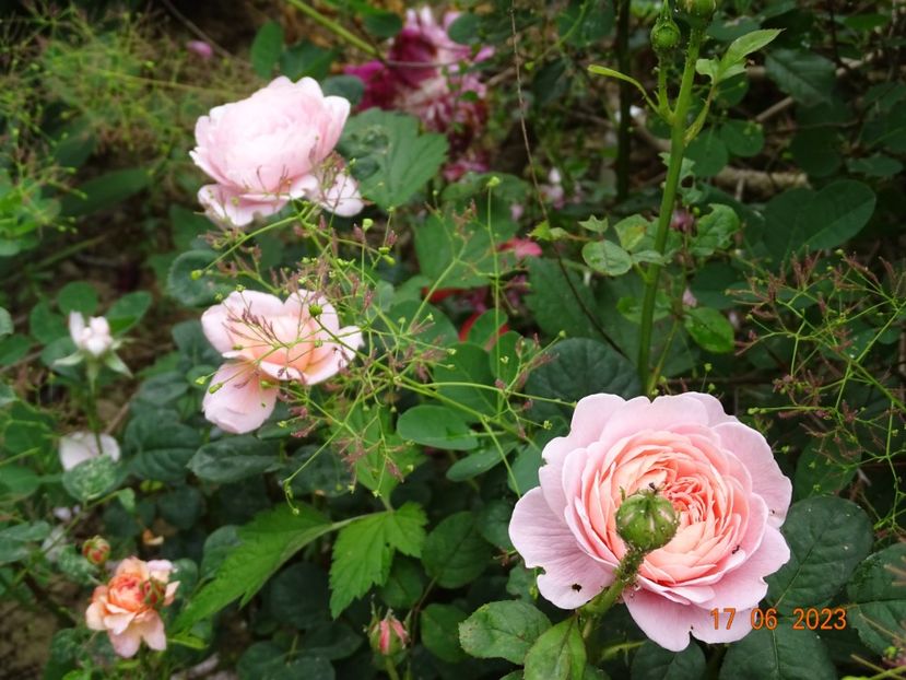  - Trandafiri 2023 2