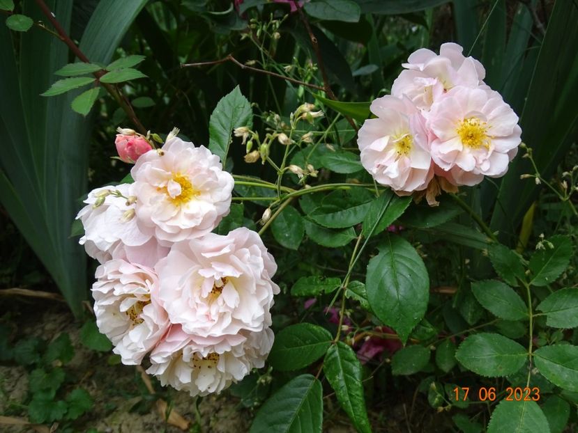  - Trandafiri 2023 2