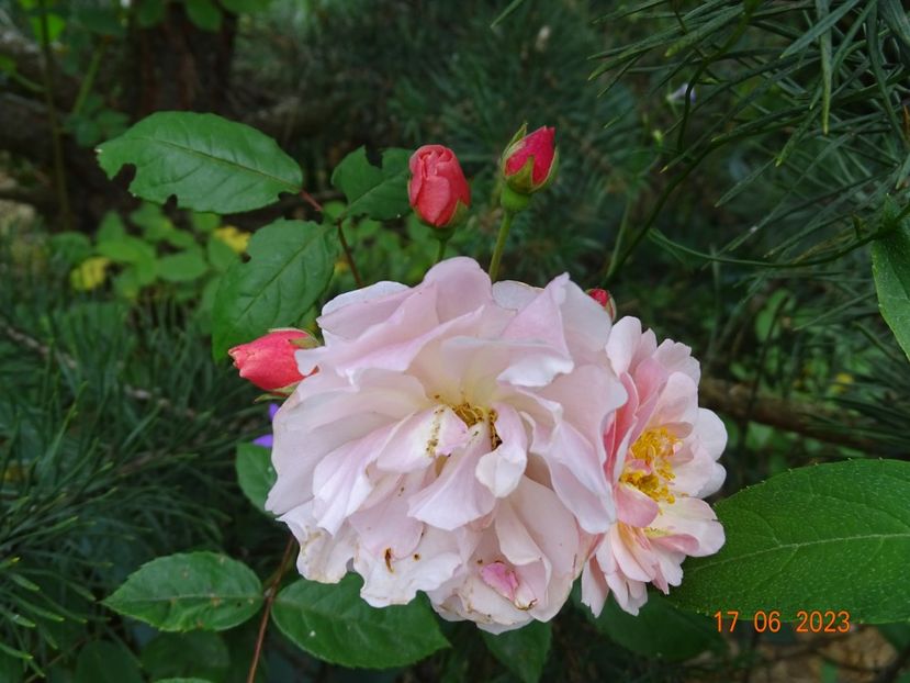  - Trandafiri 2023 2