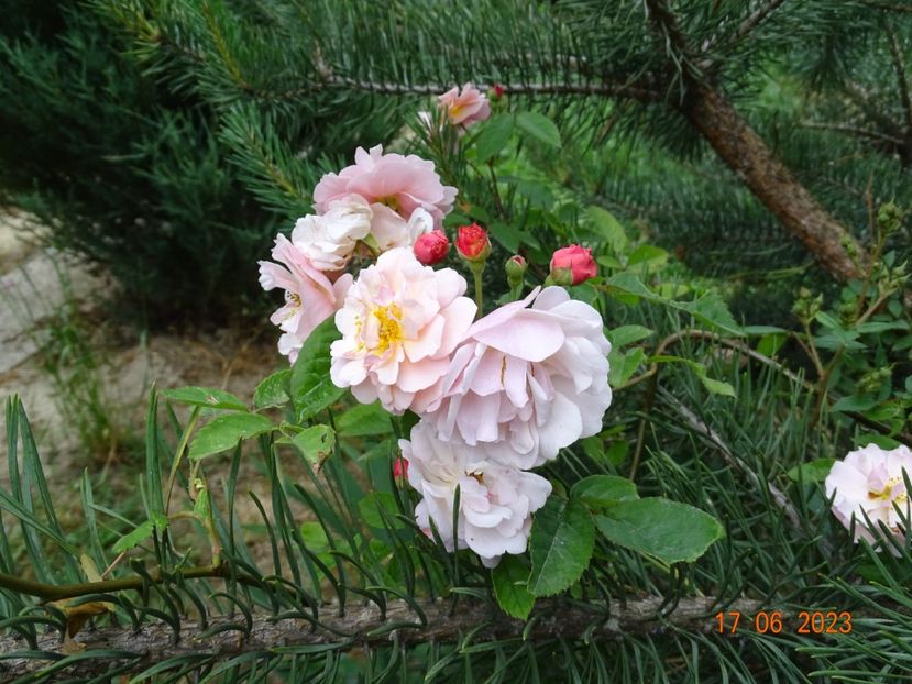  - Trandafiri 2023 2