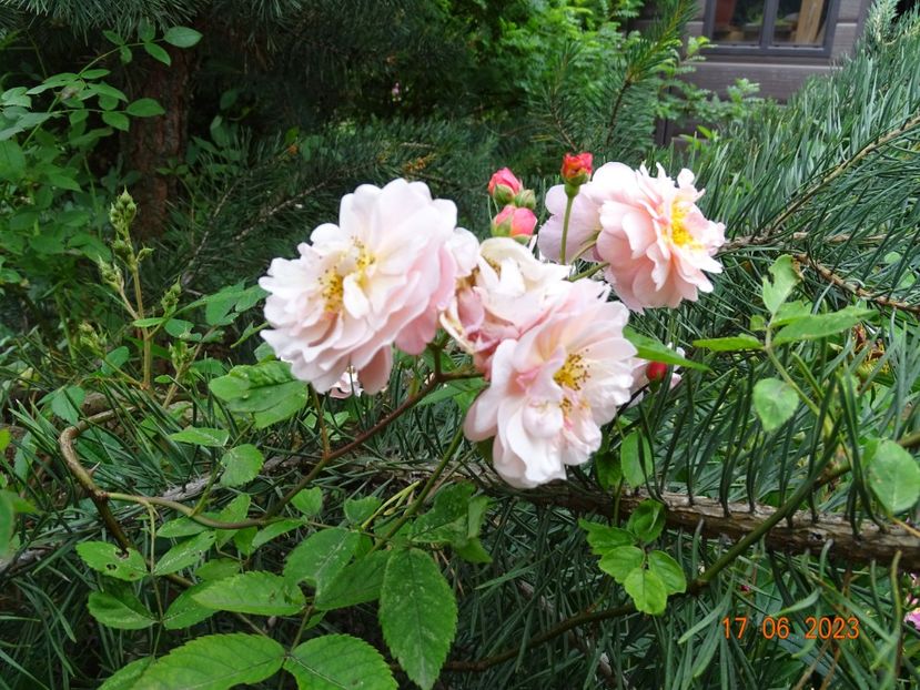  - Trandafiri 2023 2