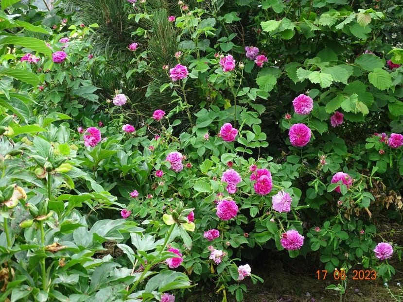  - Trandafiri 2023 2