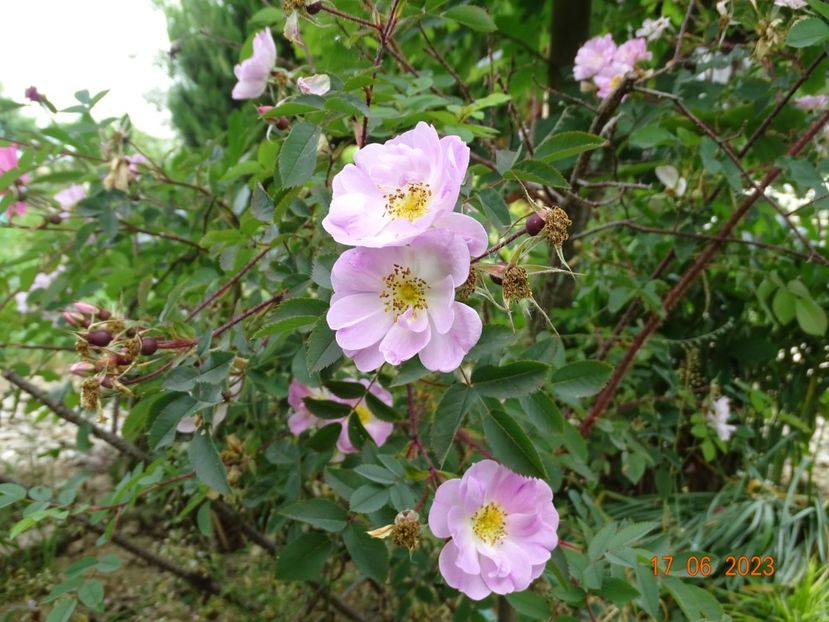  - Trandafiri 2023 2