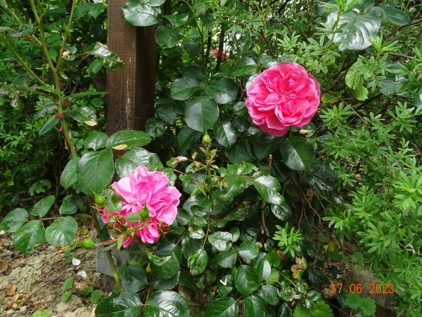  - Trandafiri 2023 2