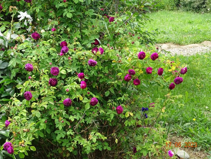  - Trandafiri 2023 2