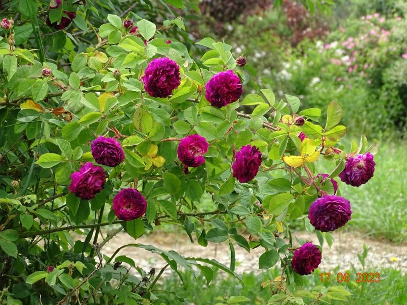  - Trandafiri 2023 2