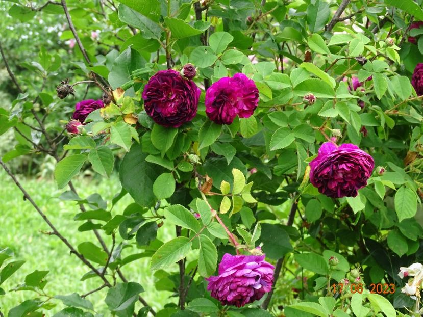  - Trandafiri 2023 2