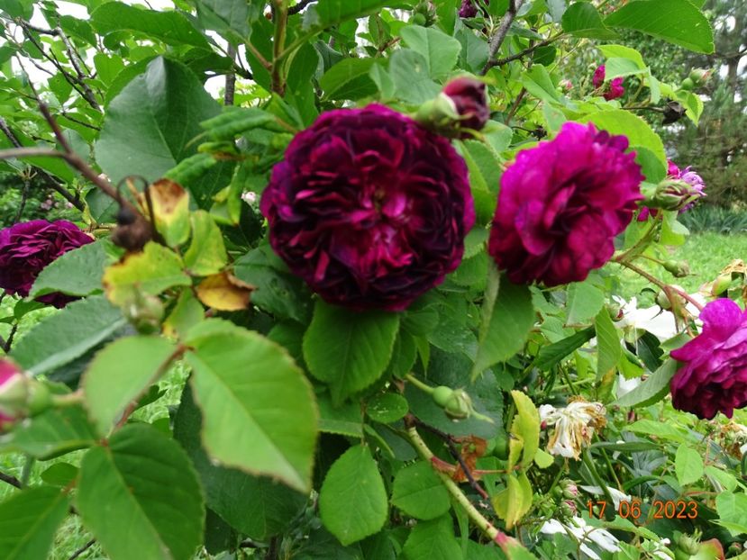  - Trandafiri 2023 2
