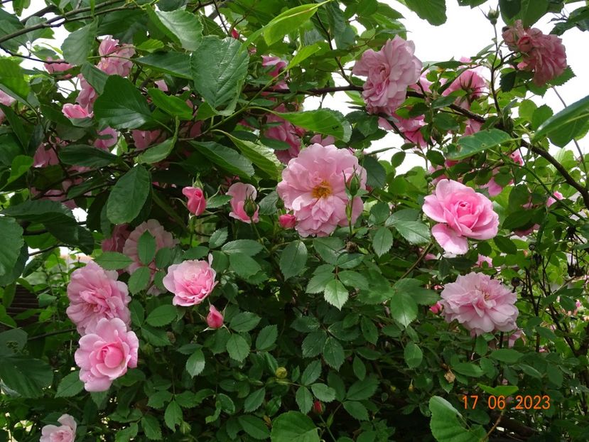  - Trandafiri 2023 2