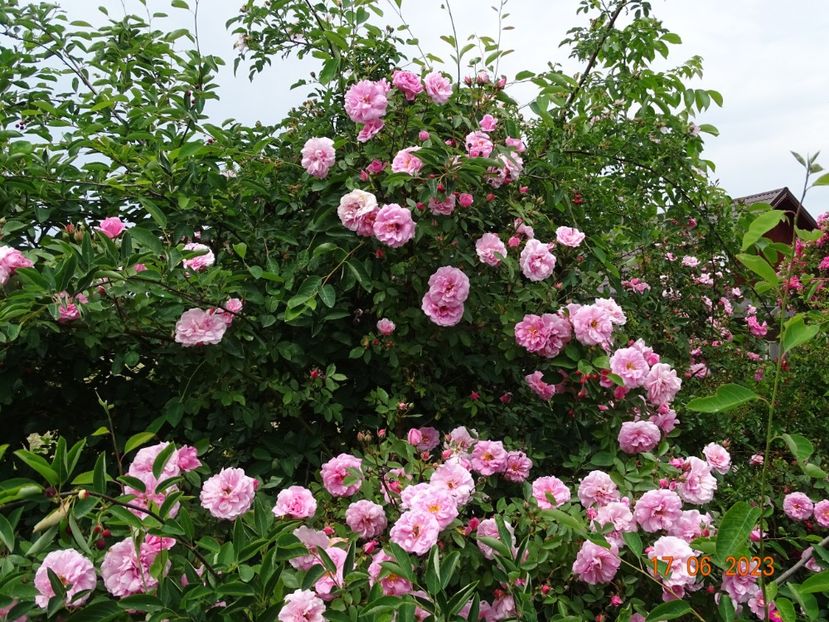  - Trandafiri 2023 2