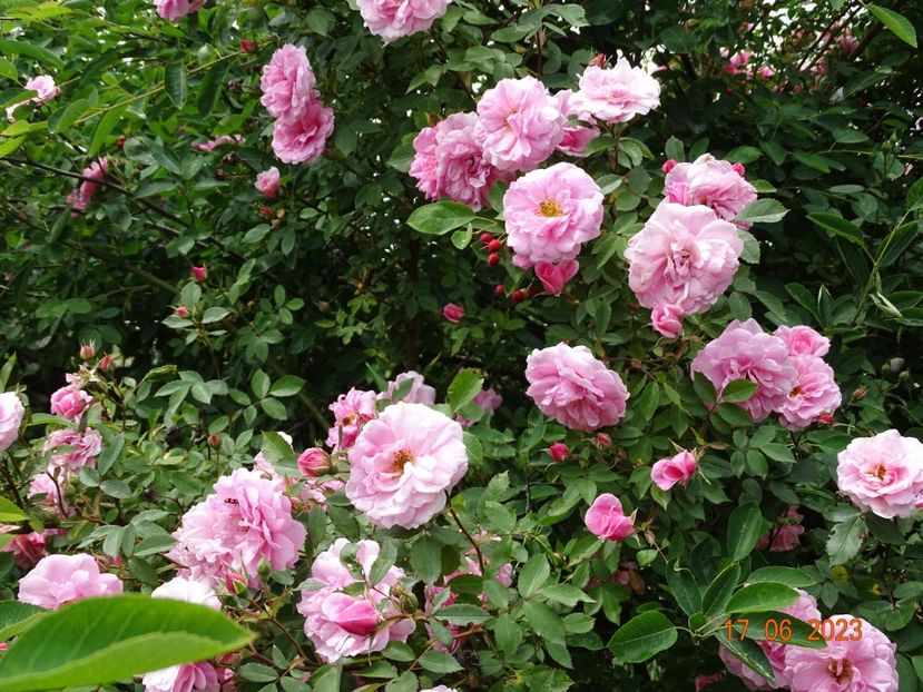  - Trandafiri 2023 2