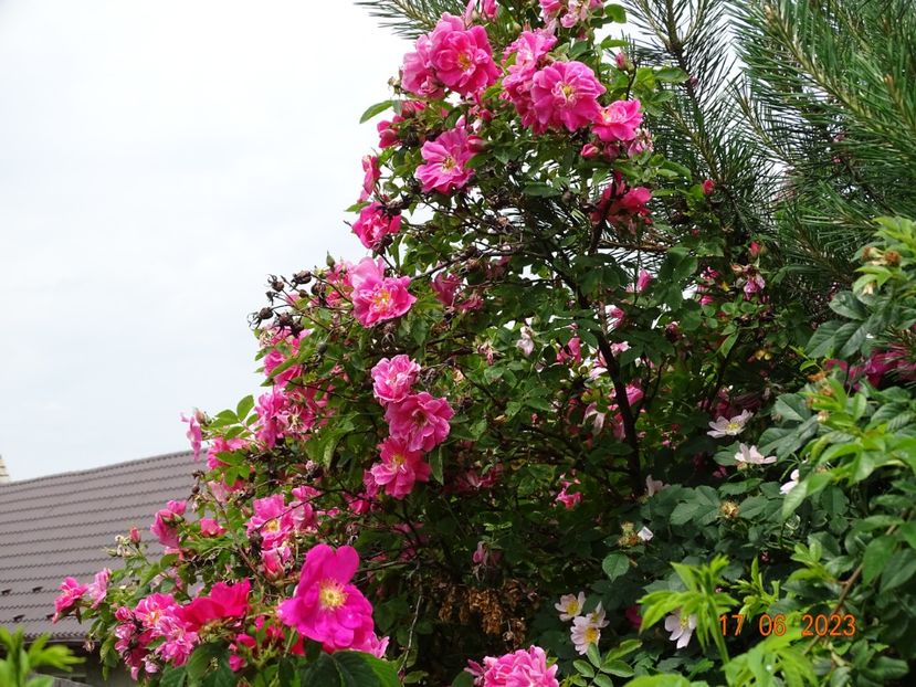  - Trandafiri 2023 2
