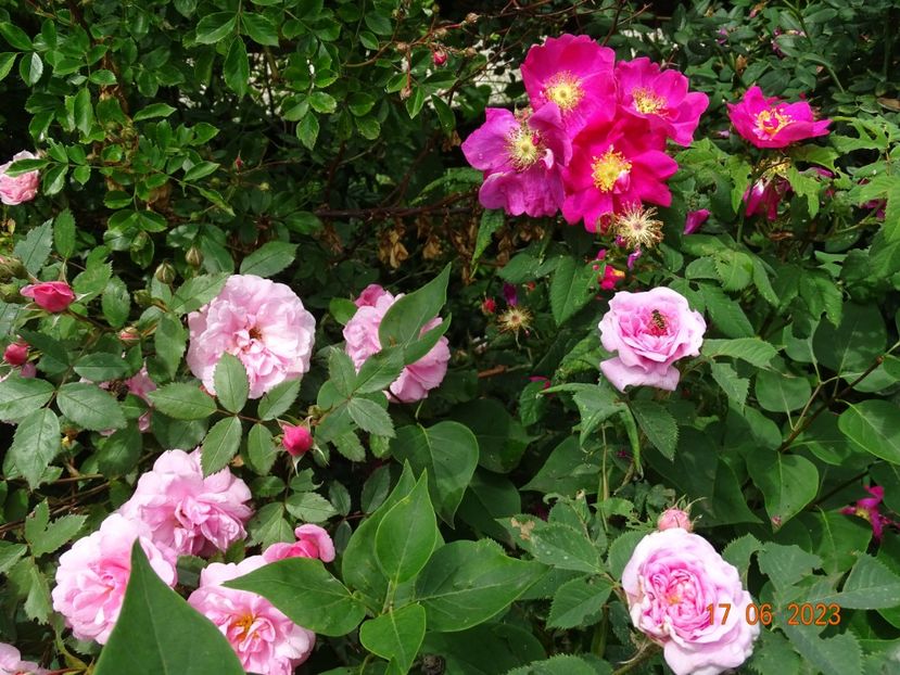  - Trandafiri 2023 2