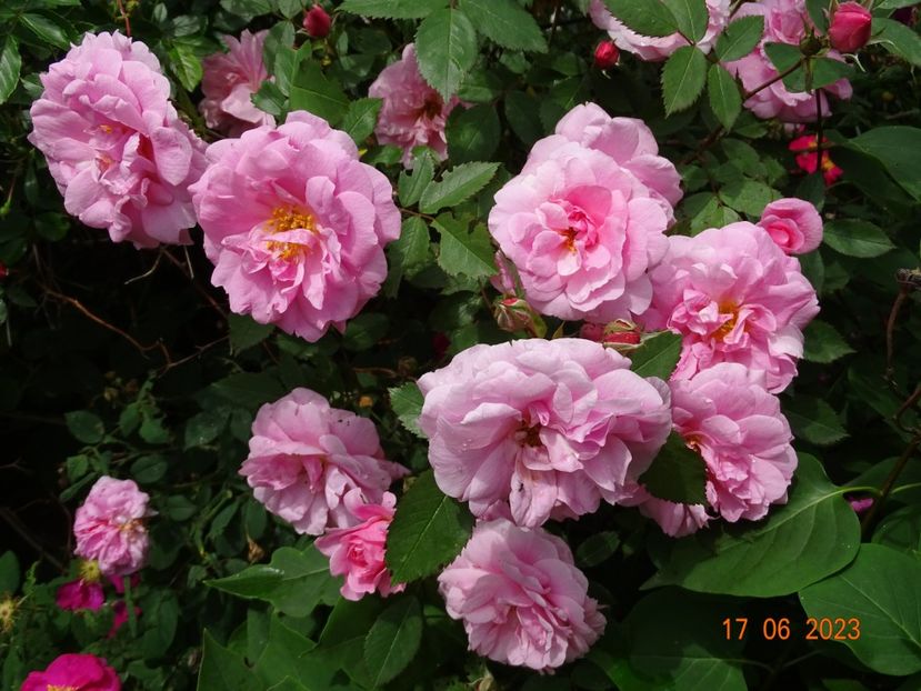  - Trandafiri 2023 2