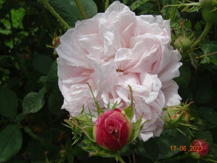  - Trandafiri 2023 2