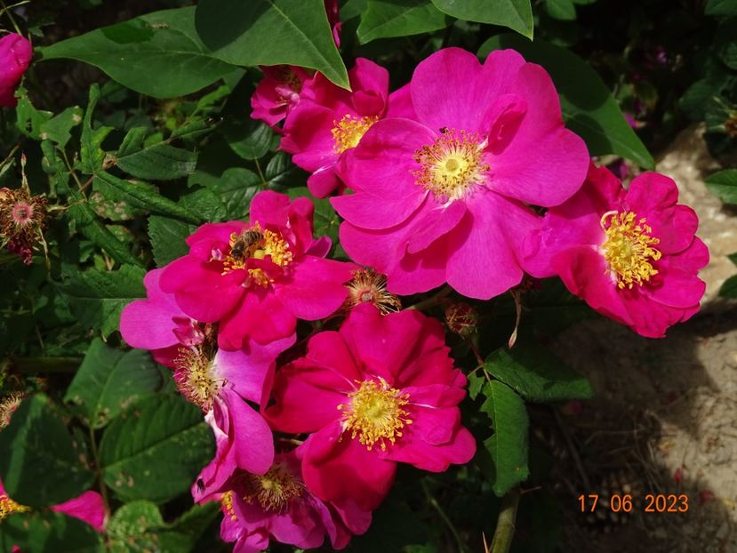  - Trandafiri 2023 2