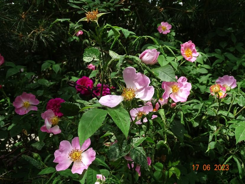  - Trandafiri 2023 2