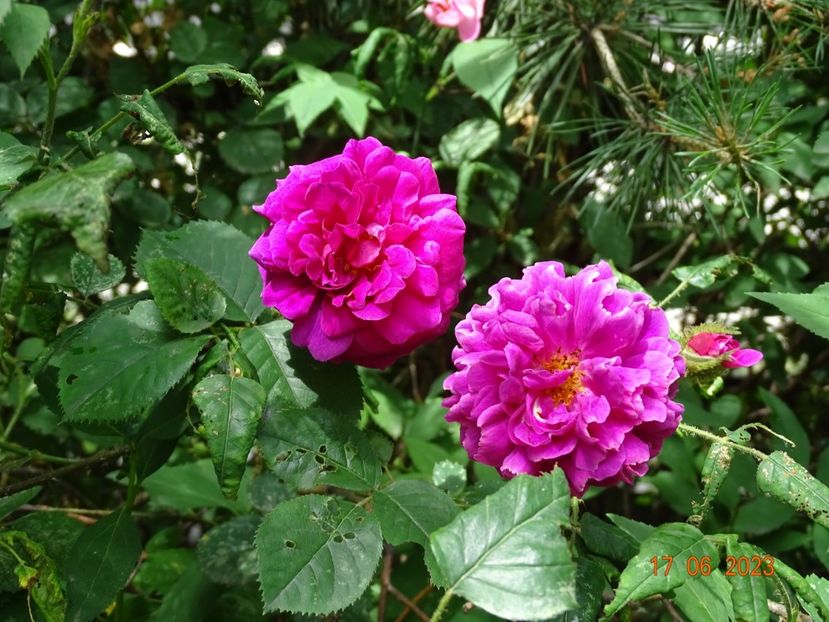  - Trandafiri 2023 2