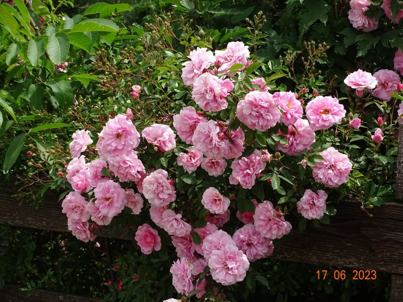  - Trandafiri 2023 2